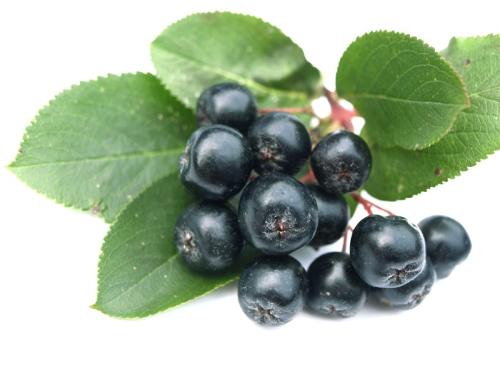 Aronia